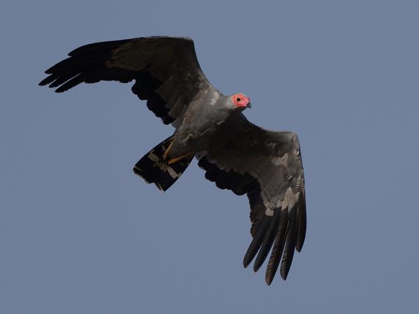 <h3><a href="/trips/gambia/biota/animalia/chordata/aves/017 accipitriformes/004 accipitridae/polyboroides typus/polyboroides typus-nl.html">Polyboroides&nbsp;typus</a> / African&nbsp;harrier‑hawk / Kaalkopkiekendief</h3>OM-1 Mark II met OLYMPUS M.150-400mm F4.5, 1/2500 sec  bij F5.0, ISO 200, afstand 39.5&nbsp;m